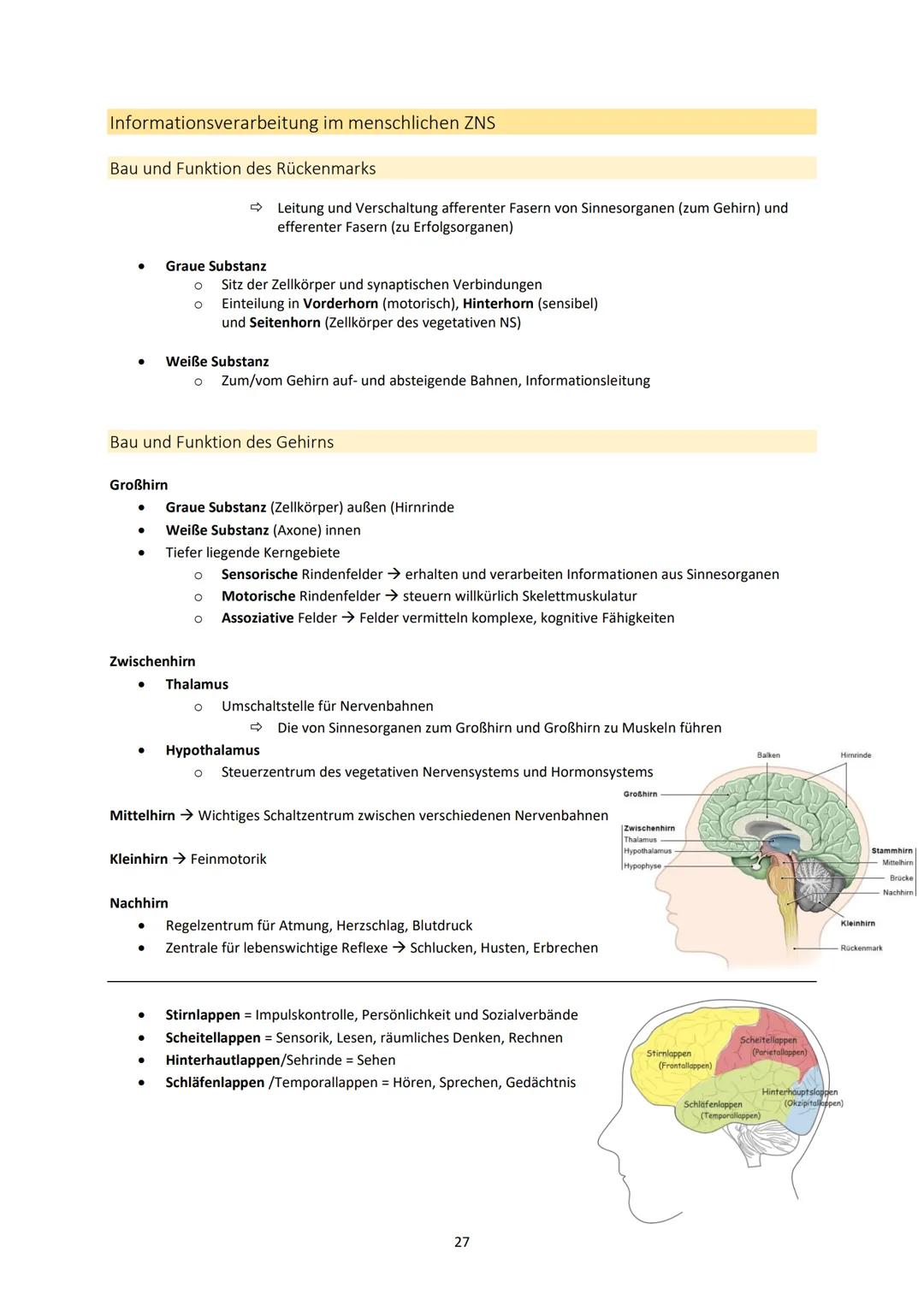 Neurobiologie
1. Bau und Funktion der Nervenzelle
Aufbau und Funktion von Neuronen
MS
Dendrit
-> Akzeptor
Zellkörper
(Soma)
Zellkern
Axonhüg