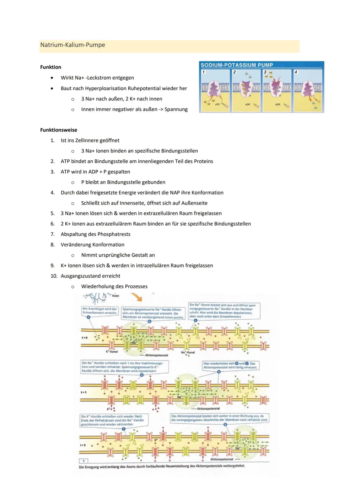 Neurobiologie
1. Bau und Funktion der Nervenzelle
Aufbau und Funktion von Neuronen
MS
Dendrit
-> Akzeptor
Zellkörper
(Soma)
Zellkern
Axonhüg