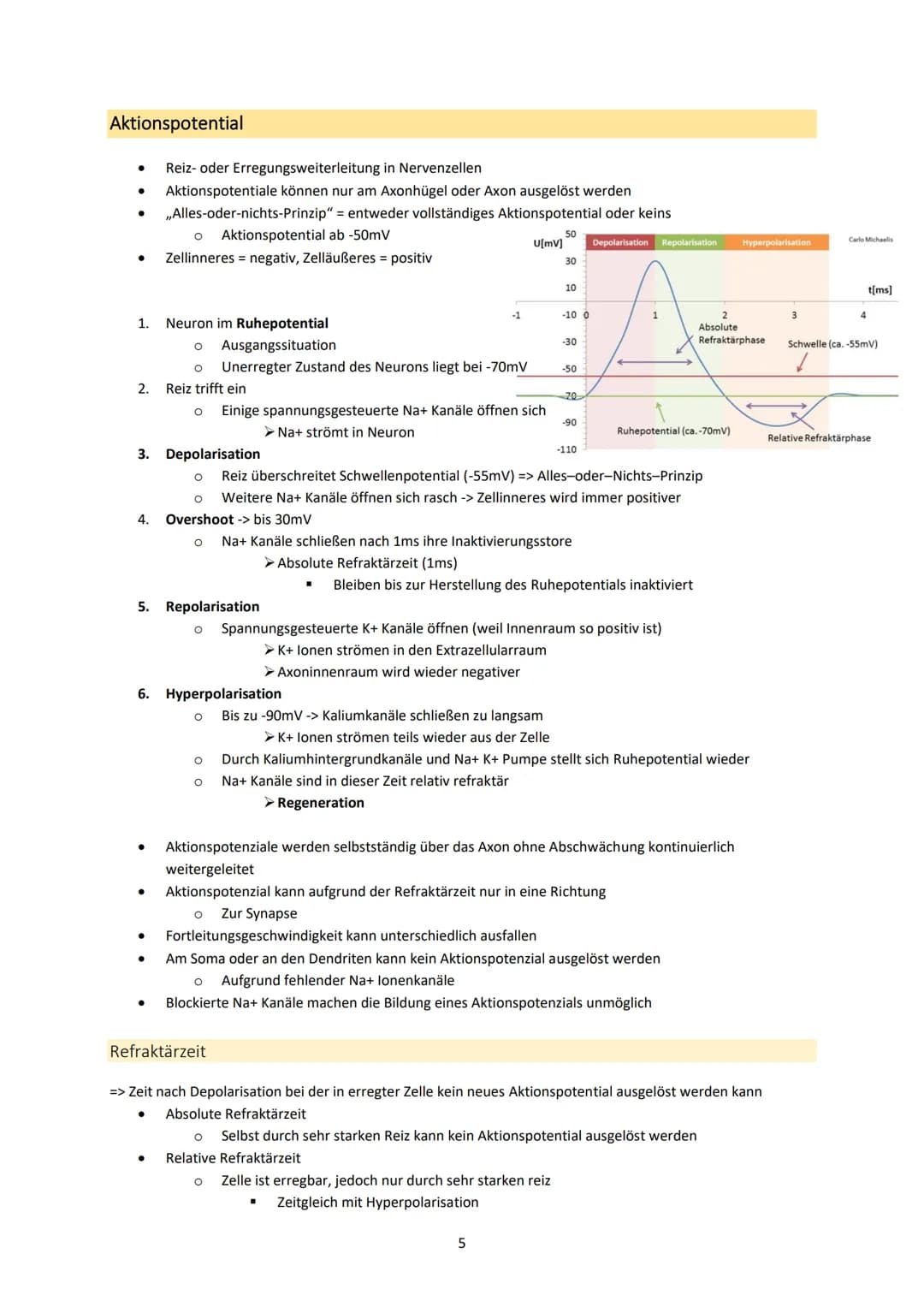 Neurobiologie
1. Bau und Funktion der Nervenzelle
Aufbau und Funktion von Neuronen
MS
Dendrit
-> Akzeptor
Zellkörper
(Soma)
Zellkern
Axonhüg