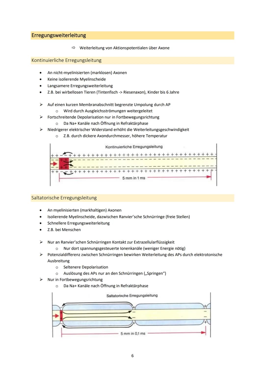 Neurobiologie
1. Bau und Funktion der Nervenzelle
Aufbau und Funktion von Neuronen
MS
Dendrit
-> Akzeptor
Zellkörper
(Soma)
Zellkern
Axonhüg