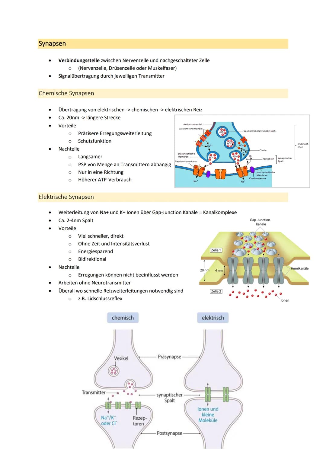 Neurobiologie
1. Bau und Funktion der Nervenzelle
Aufbau und Funktion von Neuronen
MS
Dendrit
-> Akzeptor
Zellkörper
(Soma)
Zellkern
Axonhüg