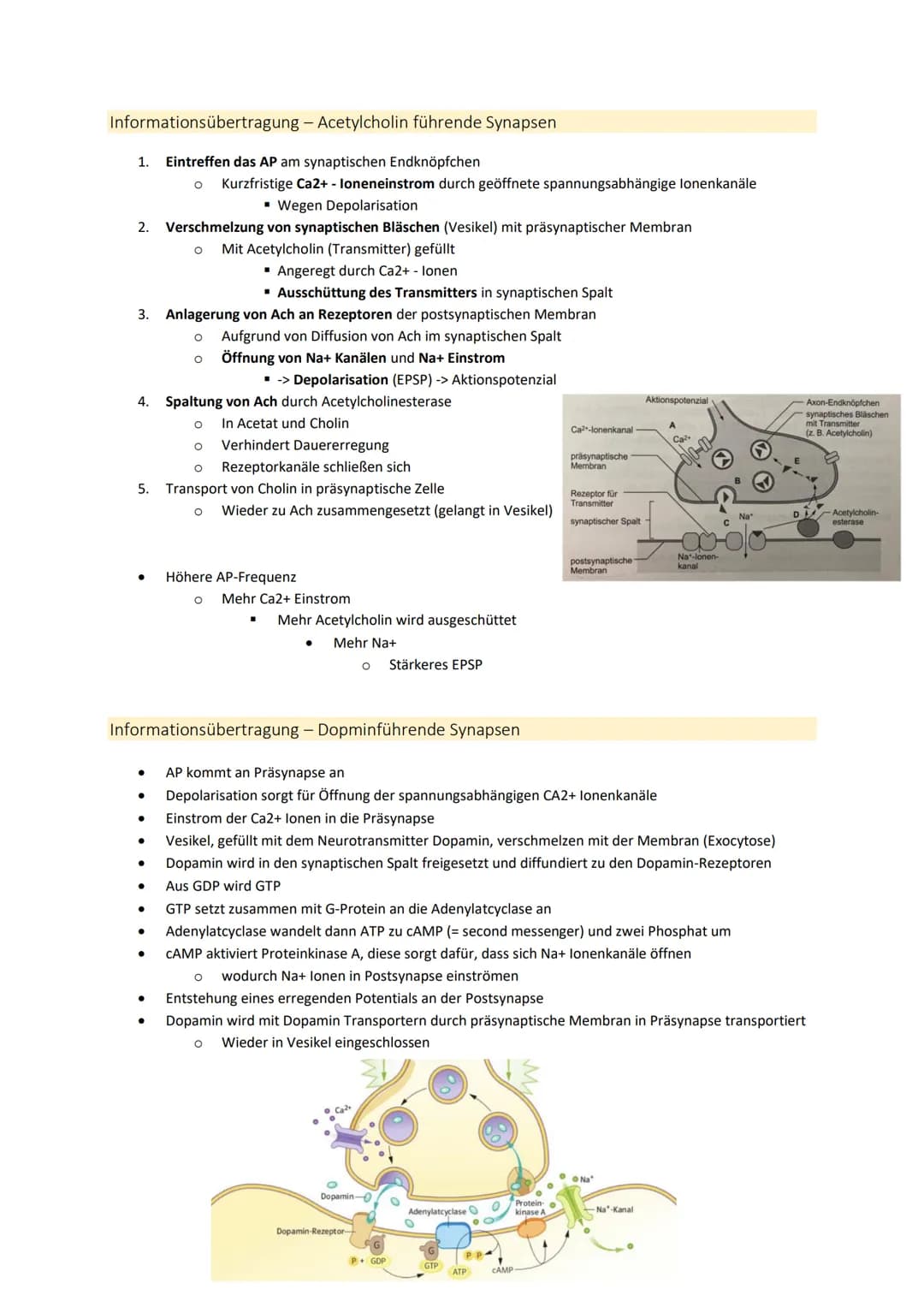 Neurobiologie
1. Bau und Funktion der Nervenzelle
Aufbau und Funktion von Neuronen
MS
Dendrit
-> Akzeptor
Zellkörper
(Soma)
Zellkern
Axonhüg