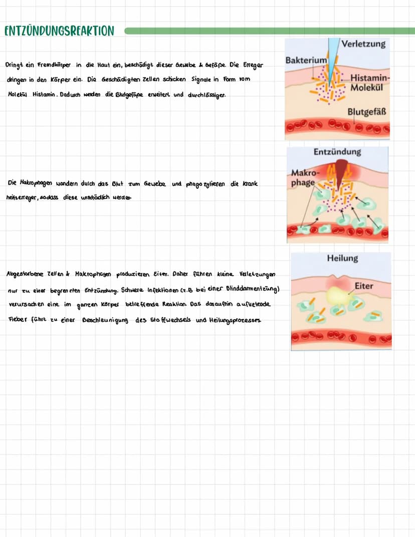 SPEZIFISCHE IMMUNABWEHR
Antikörper Y
sind kleine Eiweiß-Molekule, die an Antigene binden können.
↳ Schlüssel schlossprinzip!
=> Dadurch erke