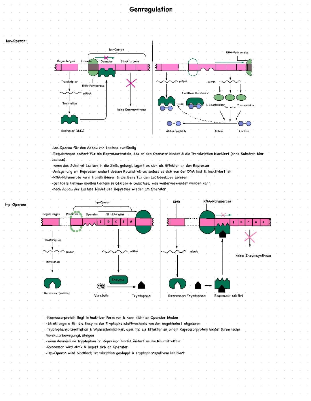 Genregulation