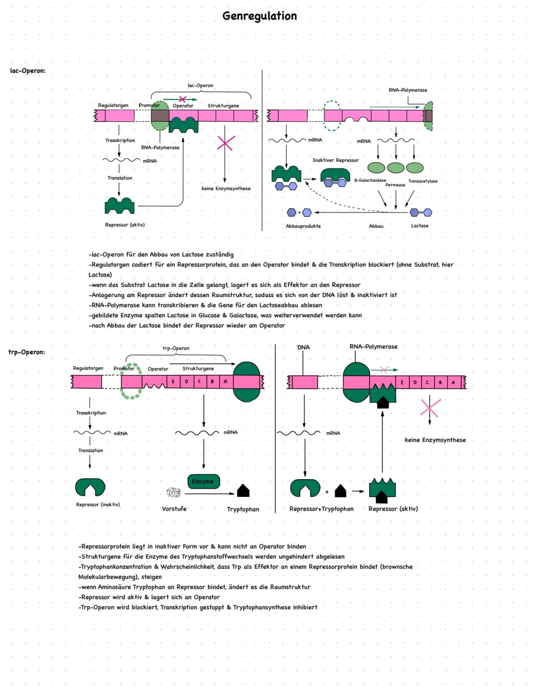 lac-Operon:
trp-Operon:
Regulatorgen Promofor Operator Strukturgene
Transkription
Translation
Translation
Regulatorgen Promotor
Transkriptio