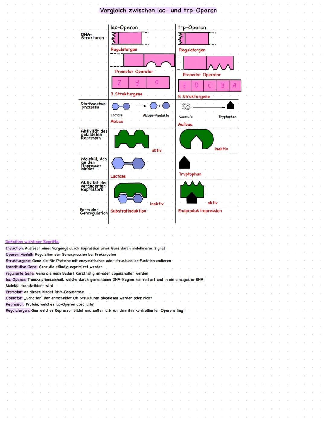 lac-Operon:
trp-Operon:
Regulatorgen Promofor Operator Strukturgene
Transkription
Translation
Translation
Regulatorgen Promotor
Transkriptio