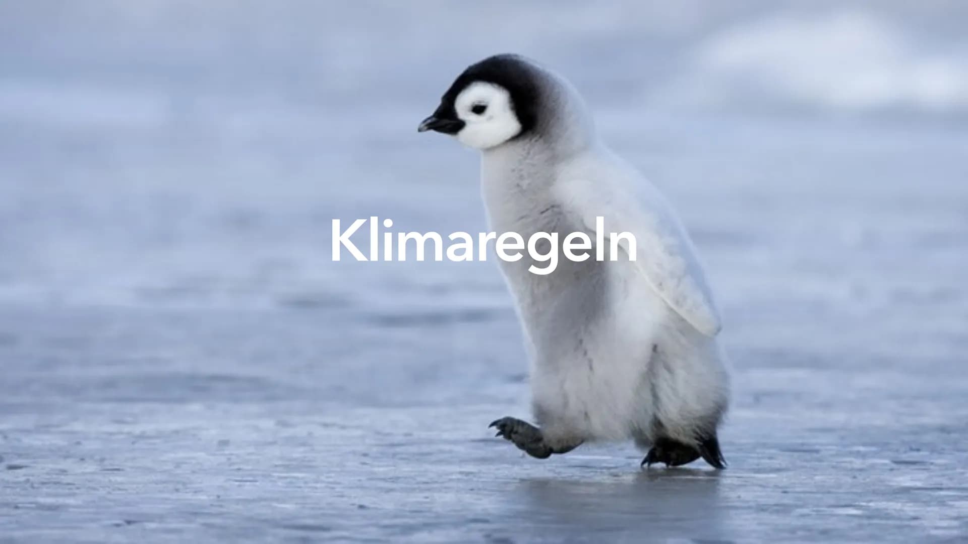 Klimaregeln Agenda
• Begriff ,,Klimaregel"
• Bergmannsche Regel
• Warum sind Pinguine in Kälteren Regionen größer?
• Schaubild Bergmannsche 