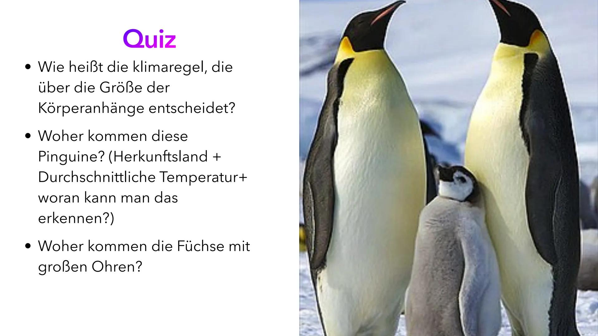 Klimaregeln Agenda
• Begriff ,,Klimaregel"
• Bergmannsche Regel
• Warum sind Pinguine in Kälteren Regionen größer?
• Schaubild Bergmannsche 