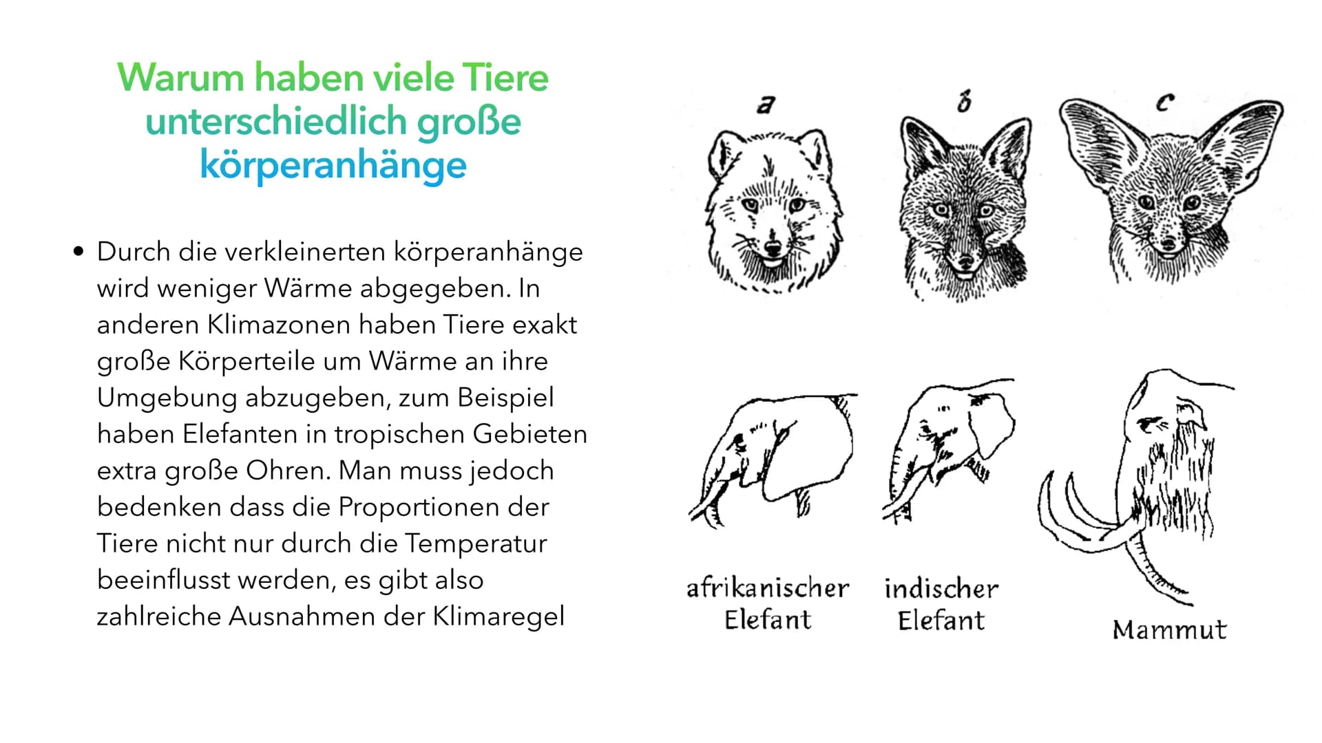 Klimaregeln Agenda
• Begriff ,,Klimaregel"
• Bergmannsche Regel
• Warum sind Pinguine in Kälteren Regionen größer?
• Schaubild Bergmannsche 