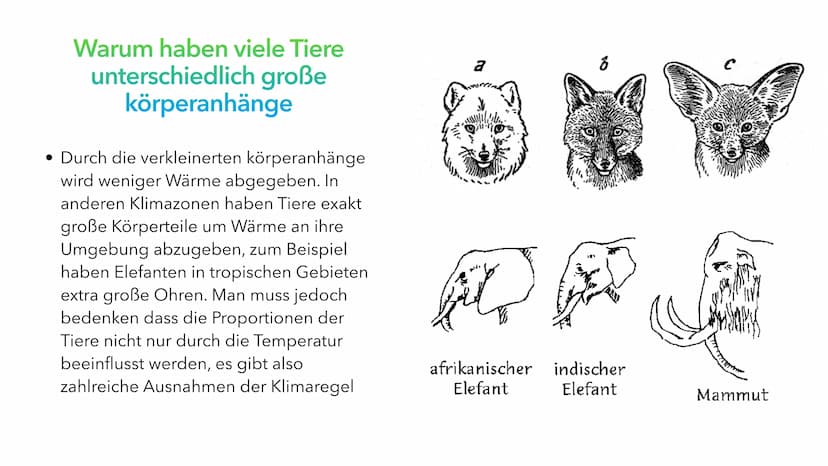 Klimaregeln Agenda
• Begriff ,,Klimaregel"
• Bergmannsche Regel
• Warum sind Pinguine in Kälteren Regionen größer?
• Schaubild Bergmannsche 
