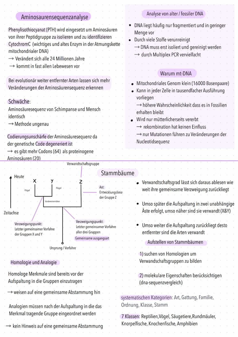 Belege Aus Der Molekularbiologie
Makromoleküle wie Nucleinsäuren oder Proteine verwandter Organismen ähnlich
Übereinstimmungen sind Ausdruck