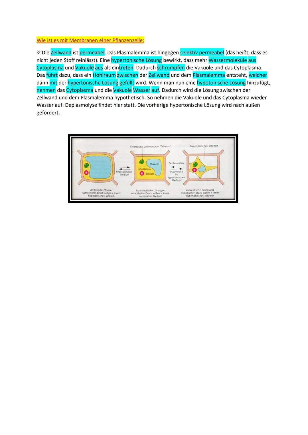 Diffusion, Osmose, Plasmolyse
Erklärung wichtiger Begriffe:
♡ Hypotonisch: ein Stoff ist einem anderen Stoff gegenüber hypotonisch, wenn er 