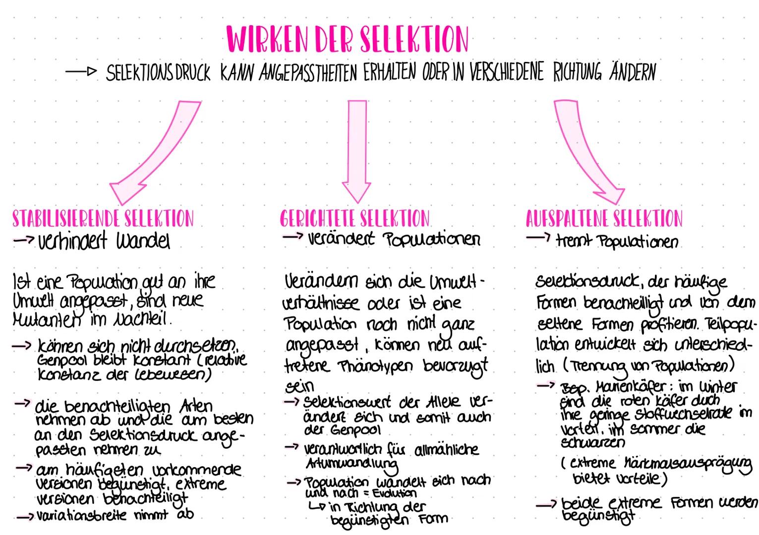 # WIRKEN DER SELEKTION

SELEKTIONS DRUCK KANN ANGEPASSTHEITEN ERHALTEN ODER IN VERSCHIEDENE RICHTUNG ÄNDERN

STABILISIERENDE SELEKTION
-> ve
