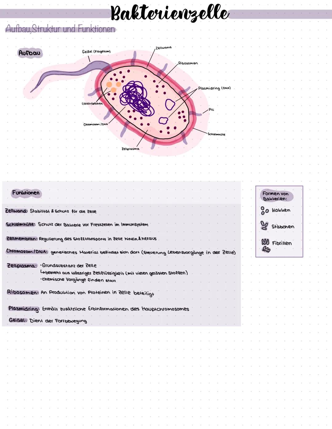Aufbau, Struktur und Funktionen.
Aufbau
Funktionen
Geißel (Flagellum)
Lipid tröpfchen
Bakterienzelle
Chromosom /DNA
Zellplasma
Zellwand: Sta