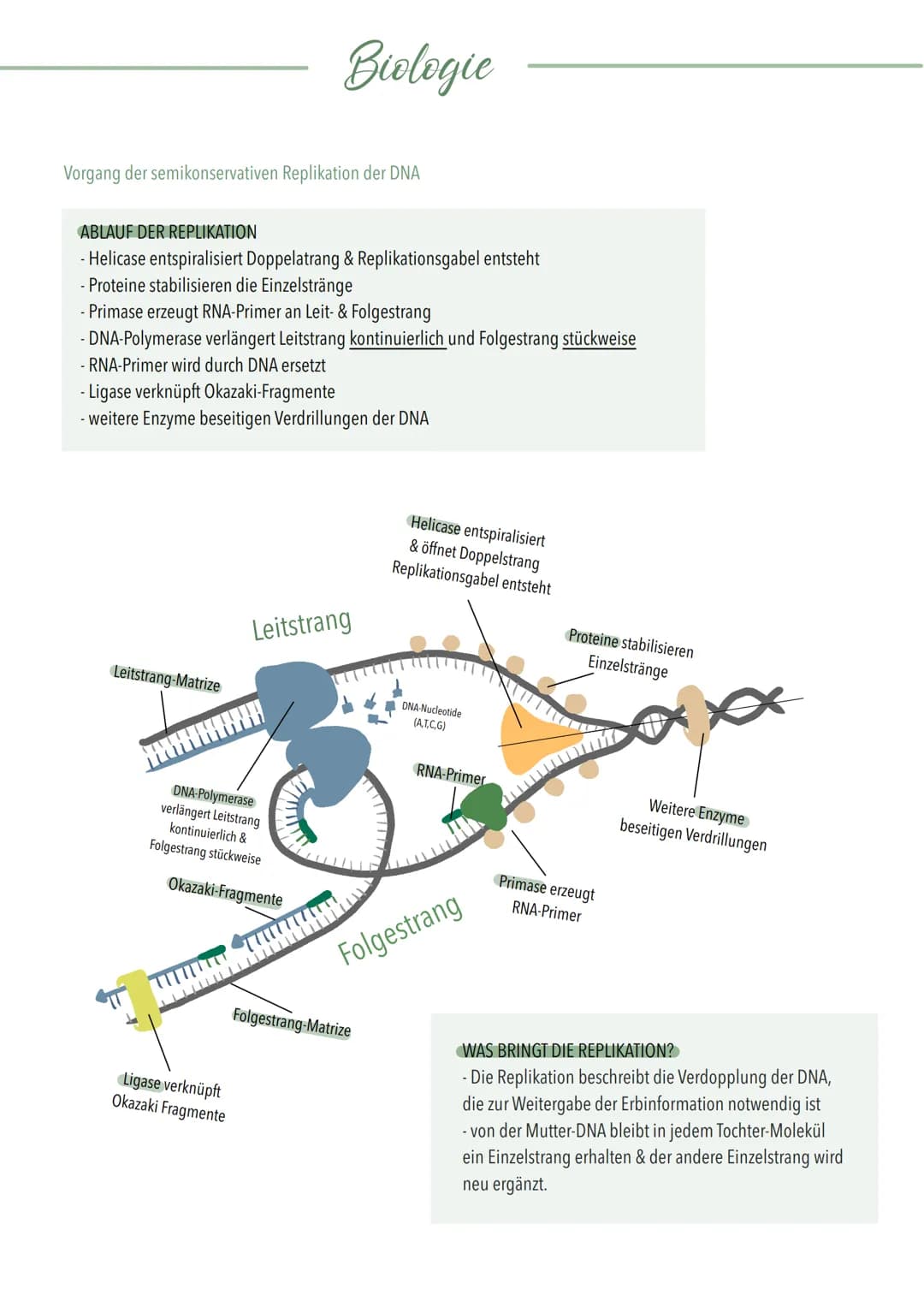 Vorgang der semikonservativen Replikation der DNA
ABLAUF DER REPLIKATION
- Helicase entspiralisiert Doppelatrang & Replikationsgabel entsteh