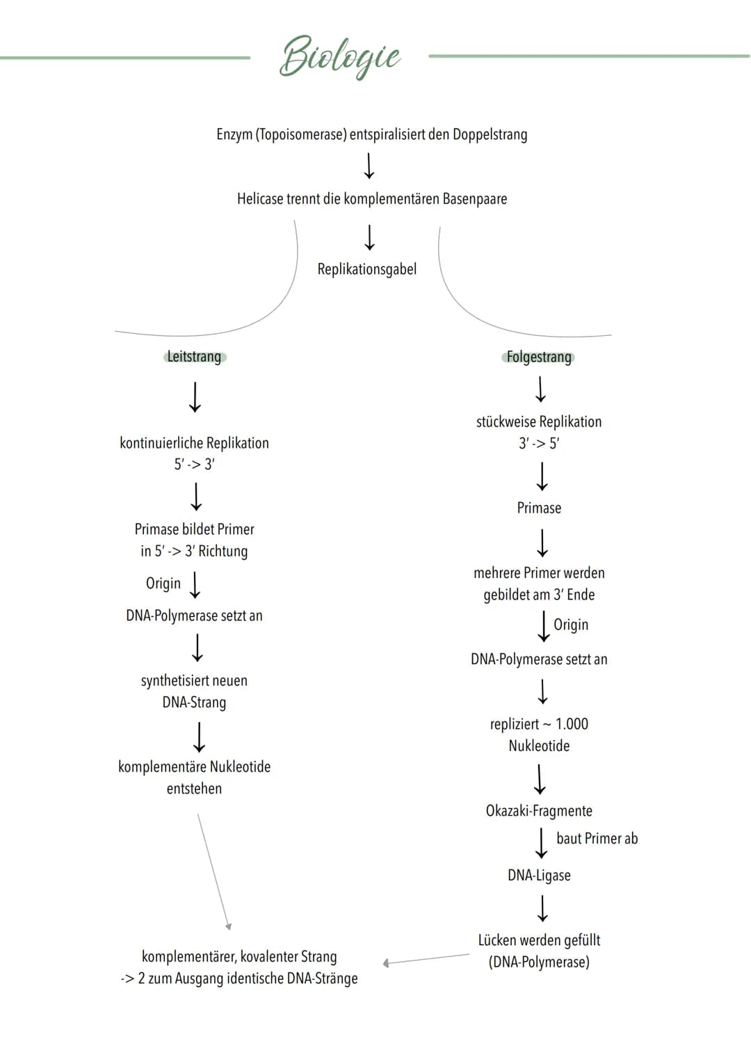 Vorgang der semikonservativen Replikation der DNA
ABLAUF DER REPLIKATION
- Helicase entspiralisiert Doppelatrang & Replikationsgabel entsteh