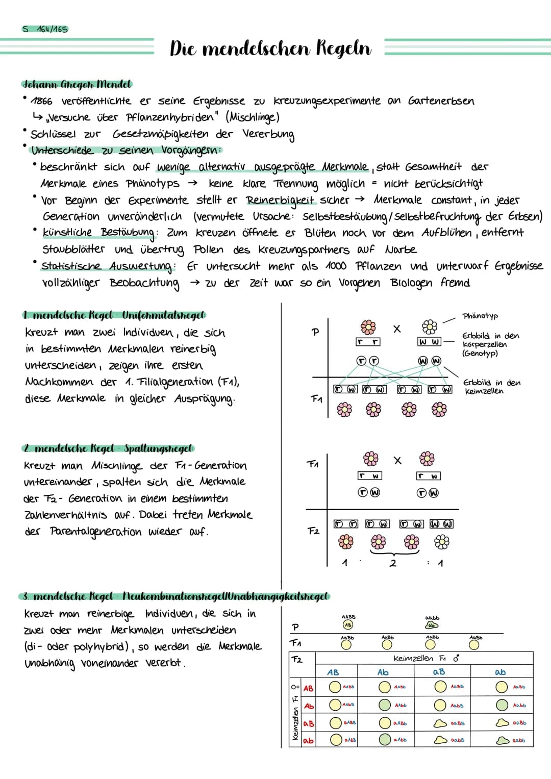 S 164/165
Die mendelschen Regeln
Johann Gregor Mendel
1866 veröffentlichte er seine Ergebnisse zu Kreuzungsexperimente an Gartenerbsen
↳Vers