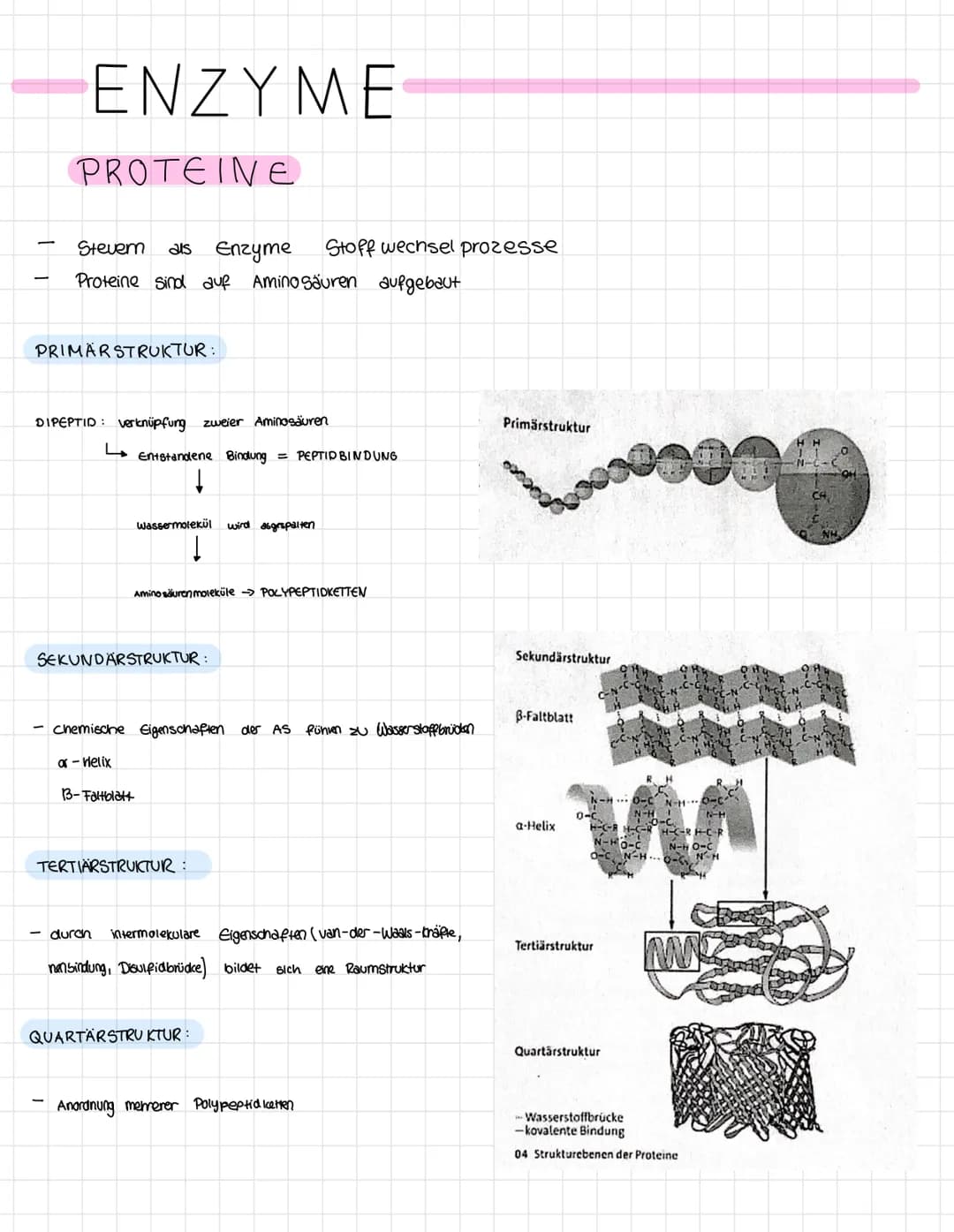 Themen der Klausur
Enzymatik
Informationen zur Klausur
● Proteinaufbau
Struktur und Funktionen von Enzymen
Enzyme als Biokatalysatoren
●
Sch