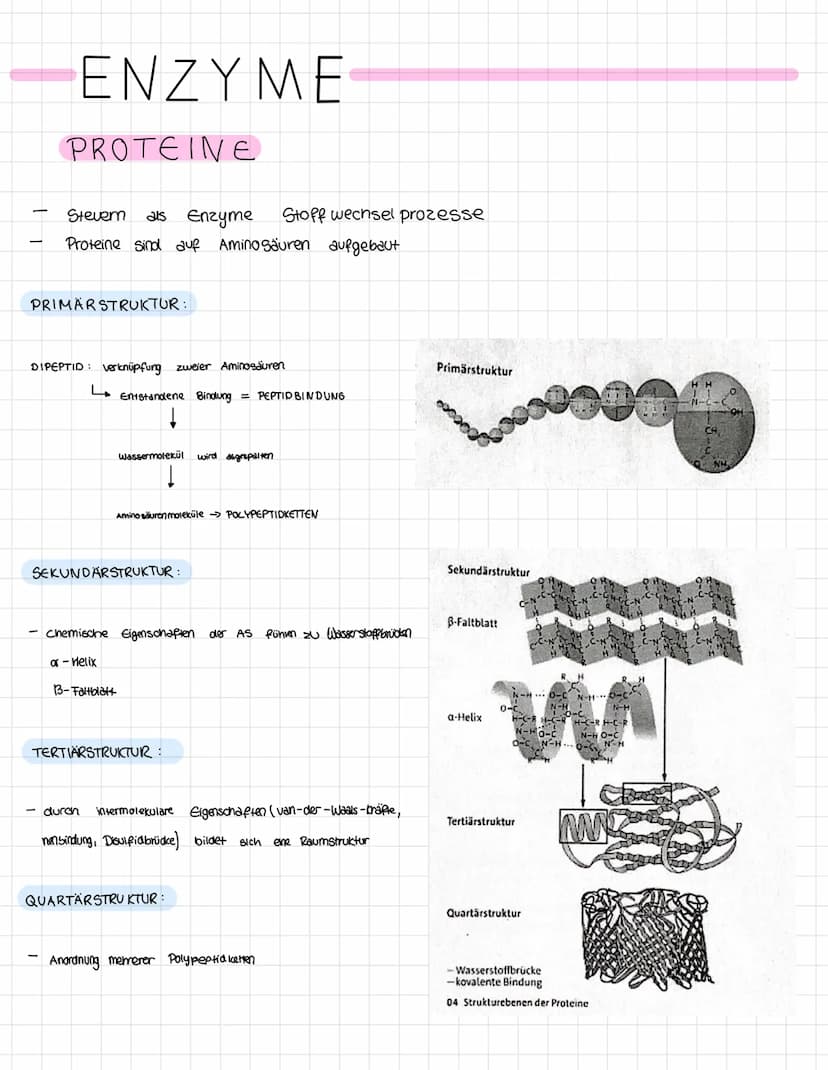 Themen der Klausur
Enzymatik
Informationen zur Klausur
● Proteinaufbau
Struktur und Funktionen von Enzymen
Enzyme als Biokatalysatoren
●
Sch