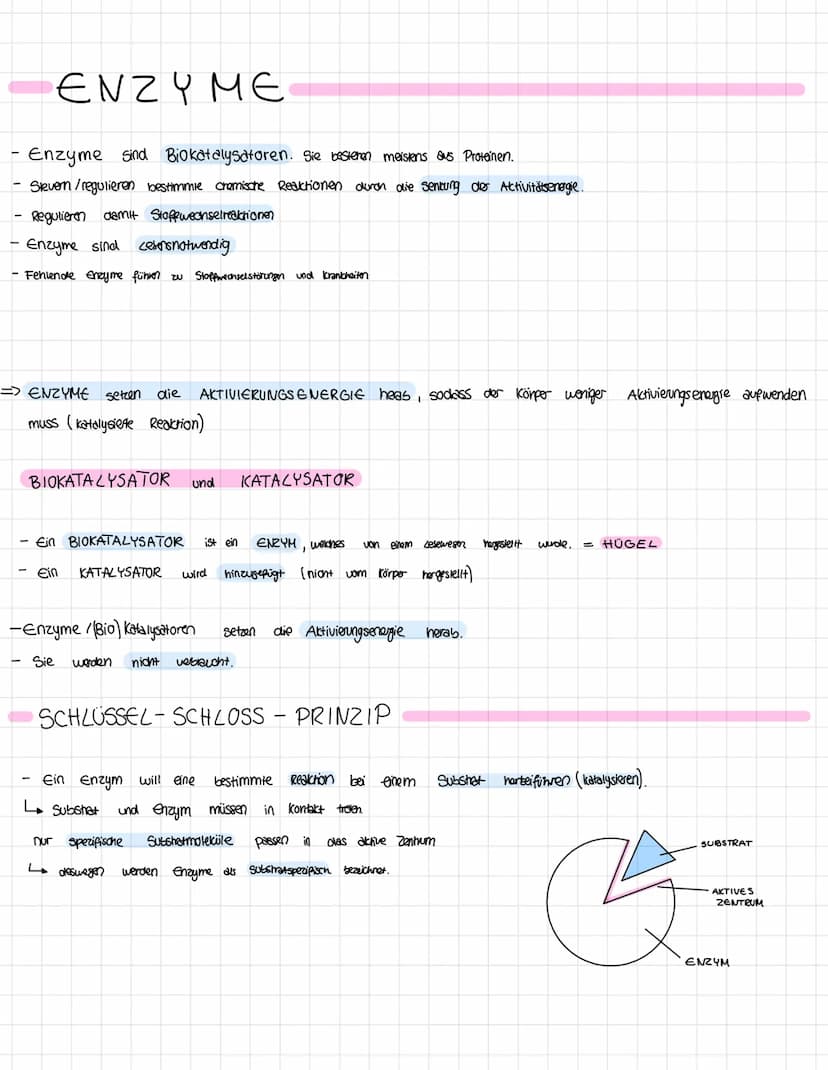 Themen der Klausur
Enzymatik
Informationen zur Klausur
● Proteinaufbau
Struktur und Funktionen von Enzymen
Enzyme als Biokatalysatoren
●
Sch