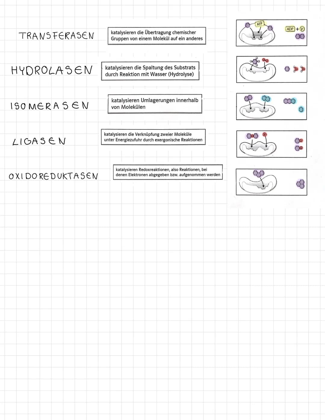 Themen der Klausur
Enzymatik
Informationen zur Klausur
● Proteinaufbau
Struktur und Funktionen von Enzymen
Enzyme als Biokatalysatoren
●
Sch