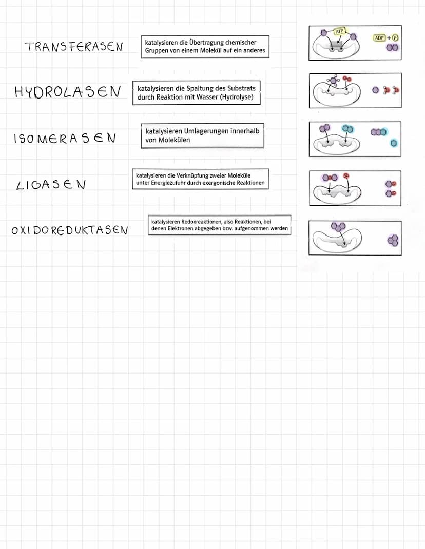 Themen der Klausur
Enzymatik
Informationen zur Klausur
● Proteinaufbau
Struktur und Funktionen von Enzymen
Enzyme als Biokatalysatoren
●
Sch