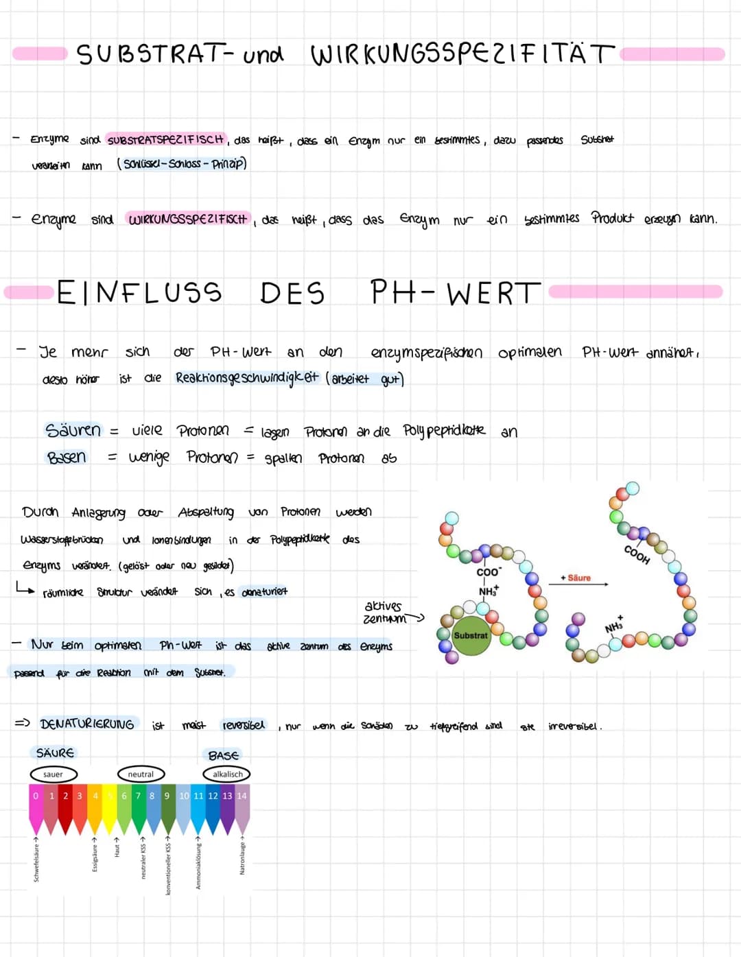 Themen der Klausur
Enzymatik
Informationen zur Klausur
● Proteinaufbau
Struktur und Funktionen von Enzymen
Enzyme als Biokatalysatoren
●
Sch