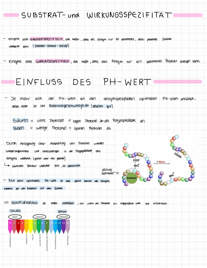 Themen der Klausur
Enzymatik
Informationen zur Klausur
● Proteinaufbau
Struktur und Funktionen von Enzymen
Enzyme als Biokatalysatoren
●
Sch