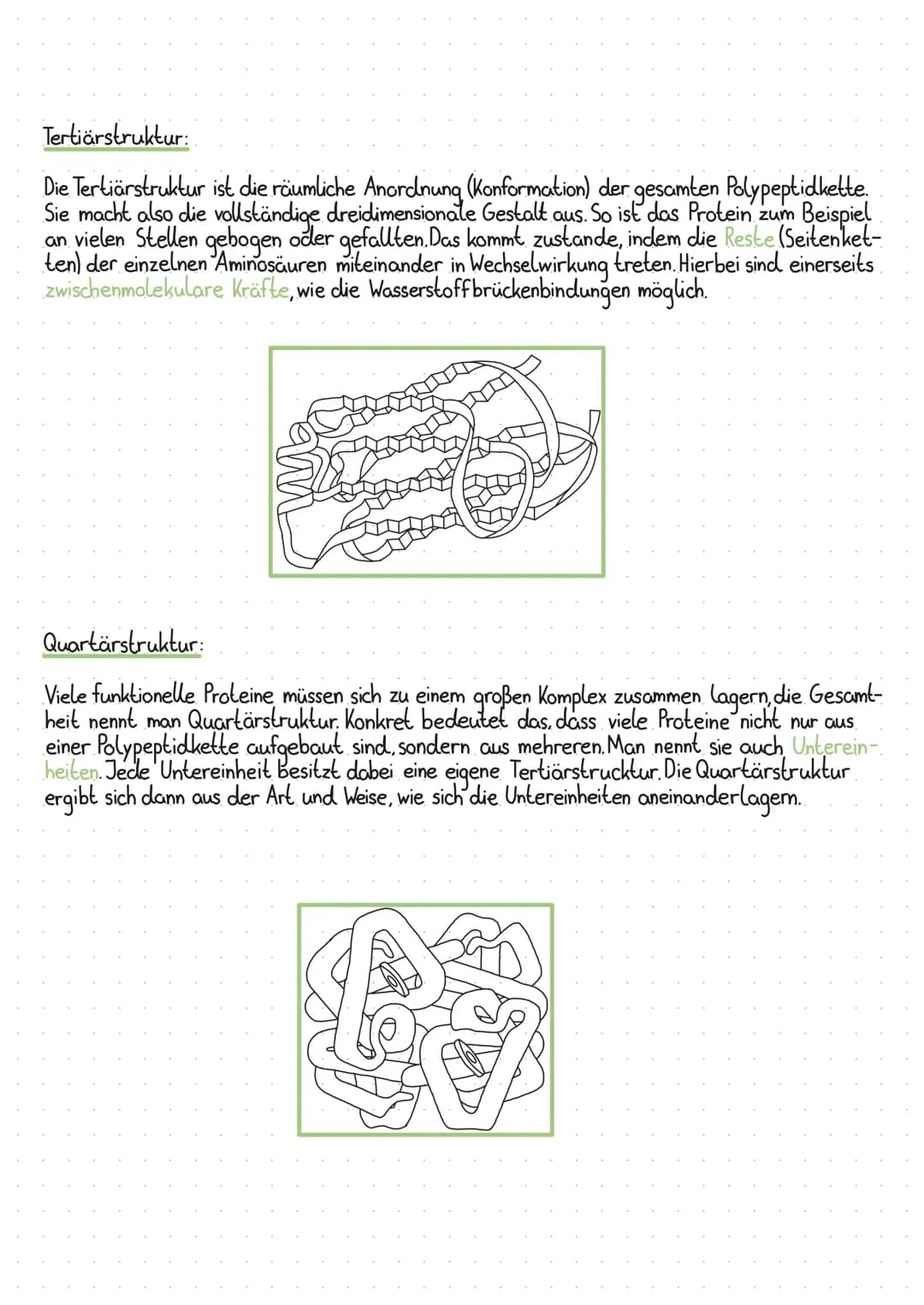 proteine struktur
Proteine bestehen aus einer oder mehreren Polypeptidketten, die eine dreidimensionale Struktur
einnehmen. Je nach Aufbau d