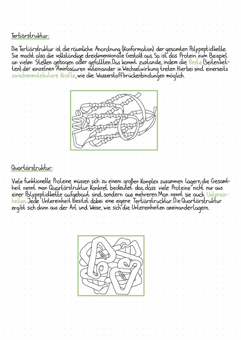 proteine struktur
Proteine bestehen aus einer oder mehreren Polypeptidketten, die eine dreidimensionale Struktur
einnehmen. Je nach Aufbau d