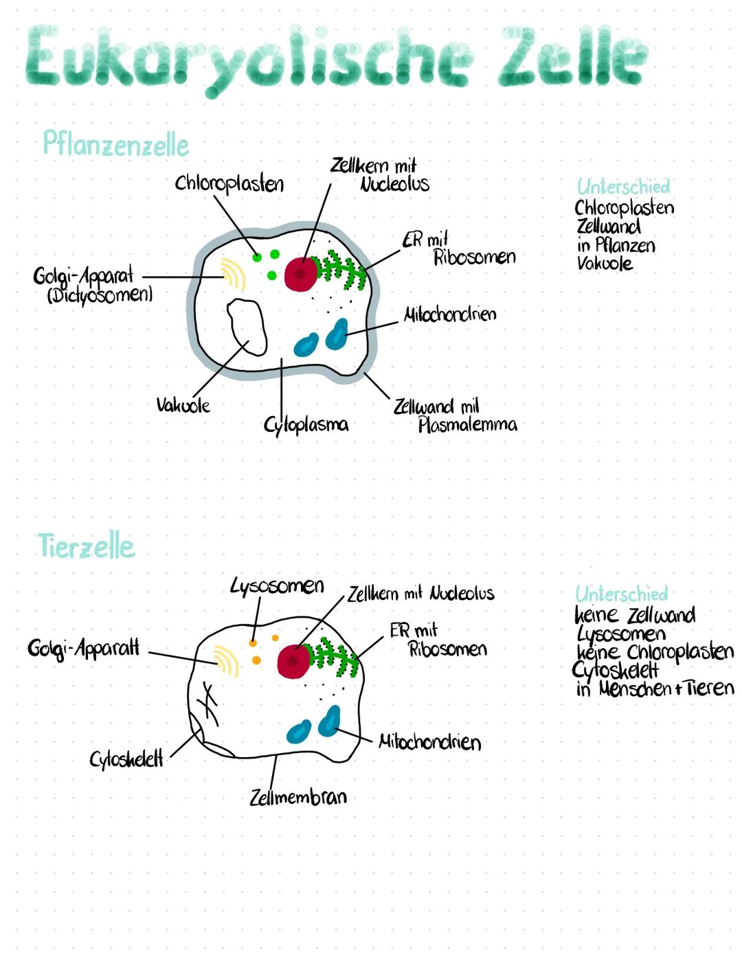 Eukaryolische Zelle
Pflanzenzelle
Golgi-Apparat
(Dictyosomen)
Tierzelle
Golgi-Apparatt
Chloroplasten
Vakuole
Cytoskelett
Zellkern mit
Nucleo