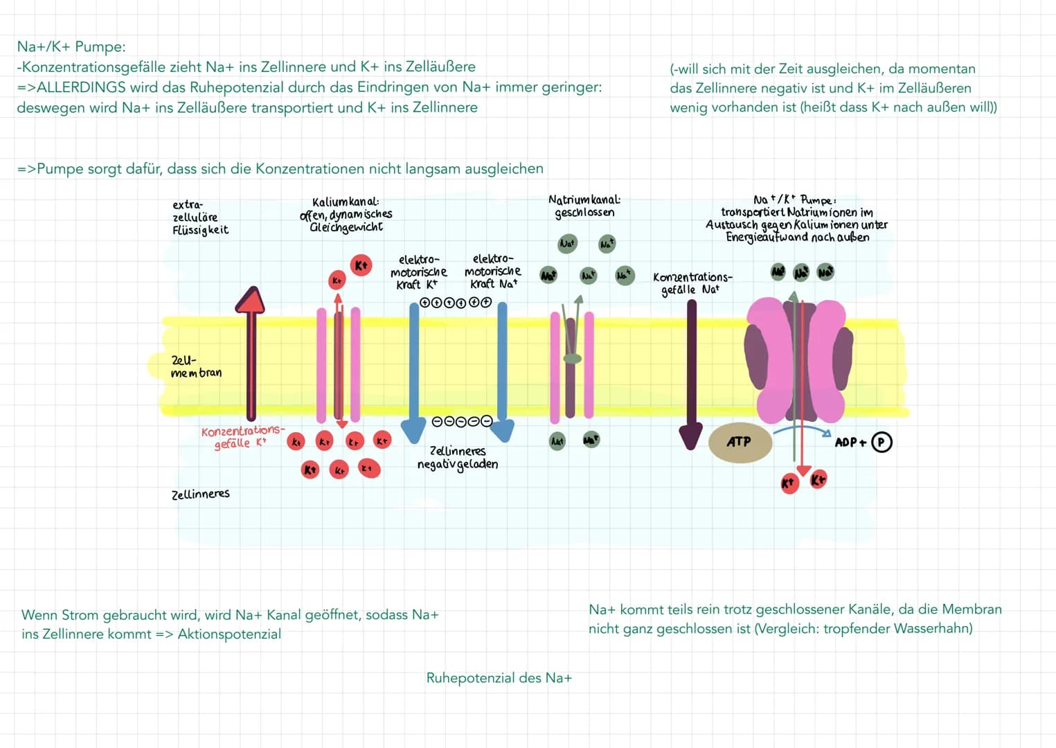 Neuron
Soma
• Zentrum mit Kern
und alle Zellorga-
nellen für Protein-
biosynthese
(Milochondrien, Ribo-
Somen, R., Golgi-
Apparat)
=> Wachst
