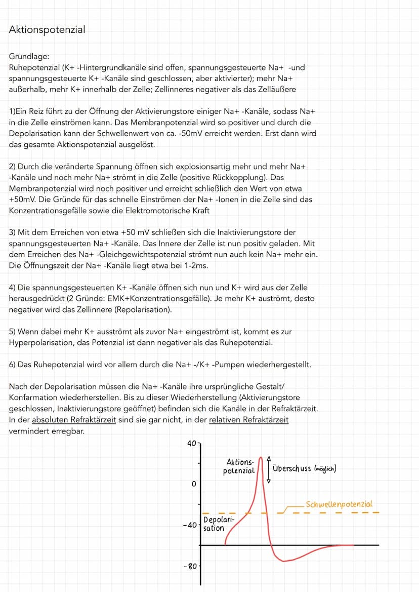 Neuron
Soma
• Zentrum mit Kern
und alle Zellorga-
nellen für Protein-
biosynthese
(Milochondrien, Ribo-
Somen, R., Golgi-
Apparat)
=> Wachst