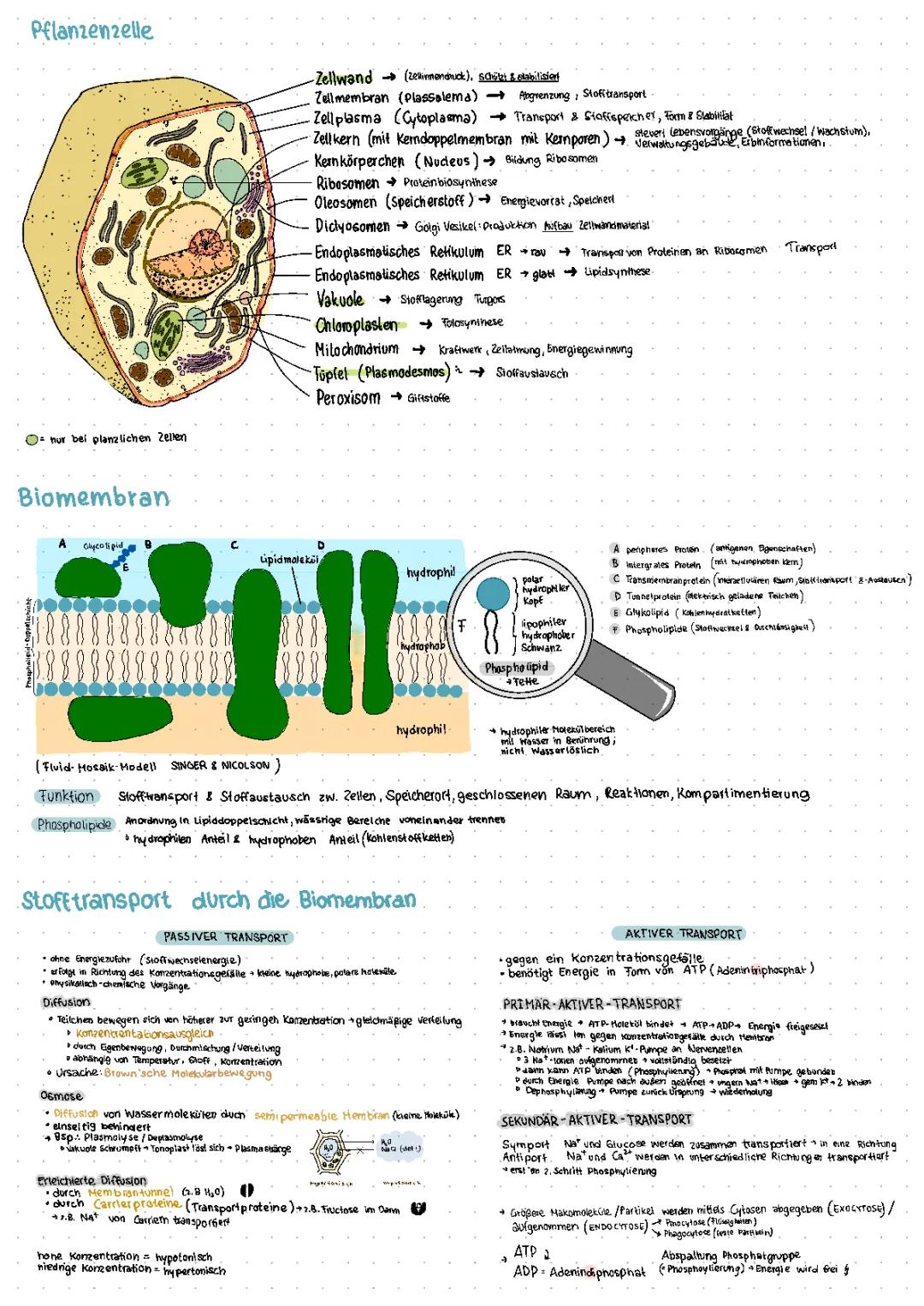 Cytologie Klausur Lernkarten