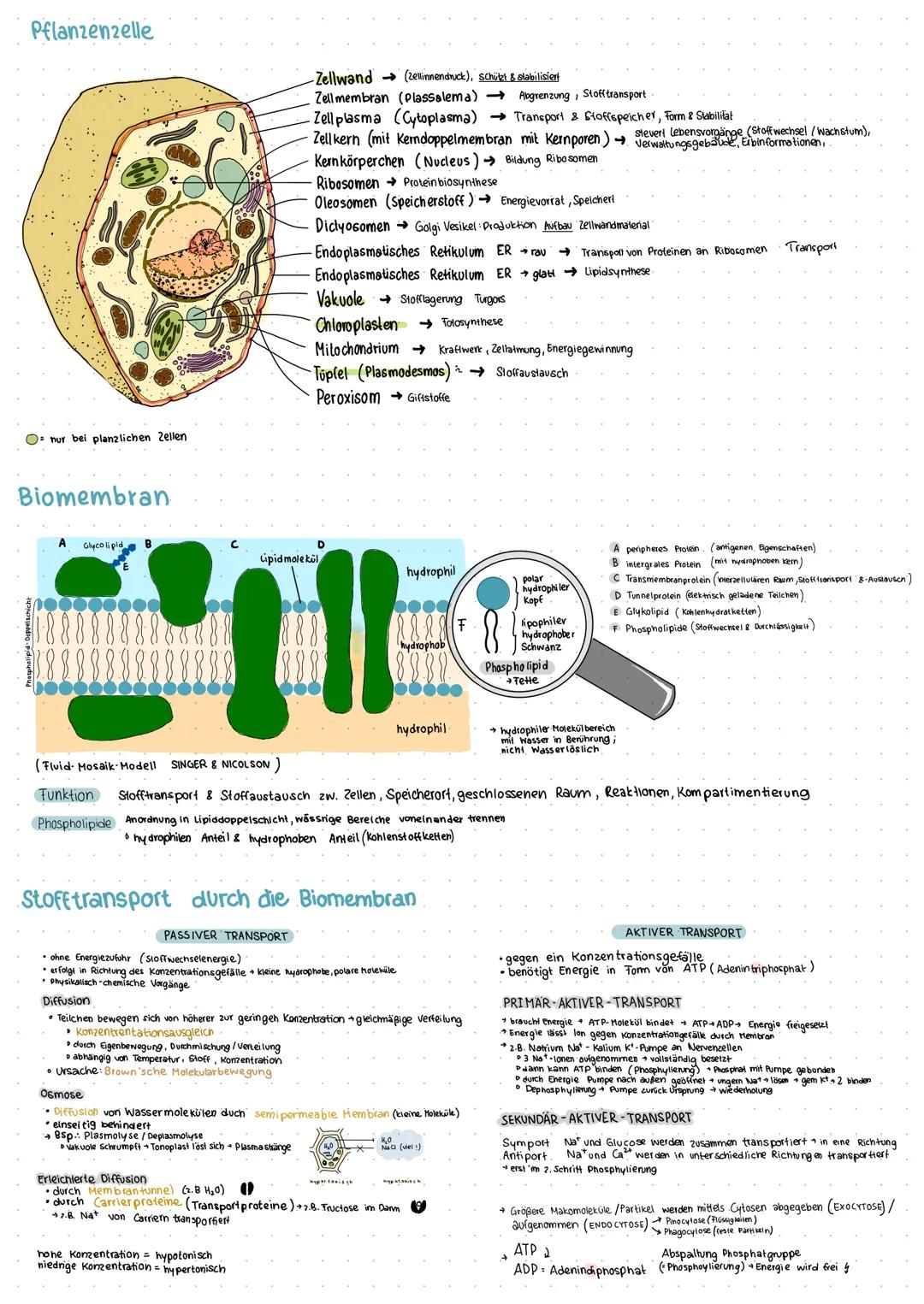 Pflanzenzelle
O nur bei planzlichen Zellen
Biomembran
Glycoli pid
B
PASSIVER TRANSPORT
-Zellwand
Zell membran (Plassalema)
Abgrenzung, Stoff