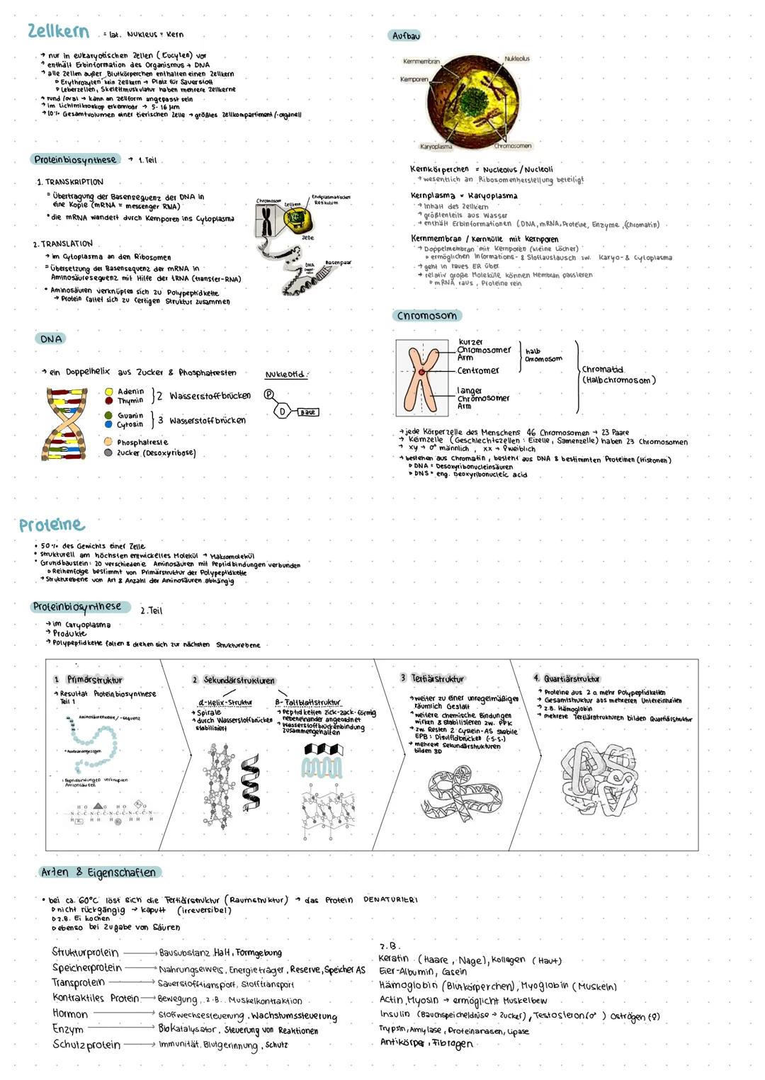 Pflanzenzelle
O nur bei planzlichen Zellen
Biomembran
Glycoli pid
B
PASSIVER TRANSPORT
-Zellwand
Zell membran (Plassalema)
Abgrenzung, Stoff