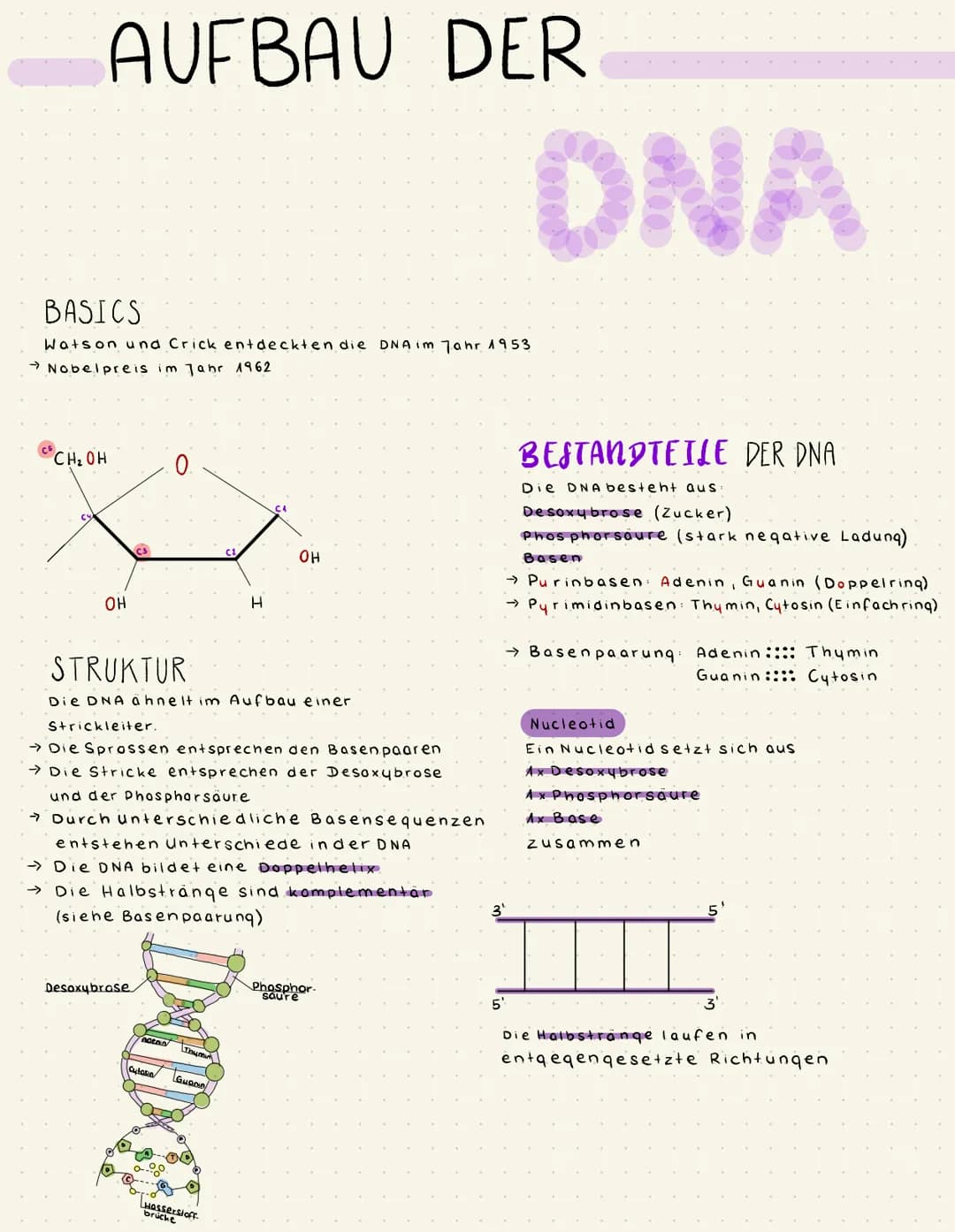 AUFBAU DER
CH ₂ OH
BASICS
Watson und Crick entdeckten die DNA im Jahr 1953
→ Nobelpreis im Jahr 1962
OH
0.
STRUKTUR
Die DNA ähnelt im Aufbau