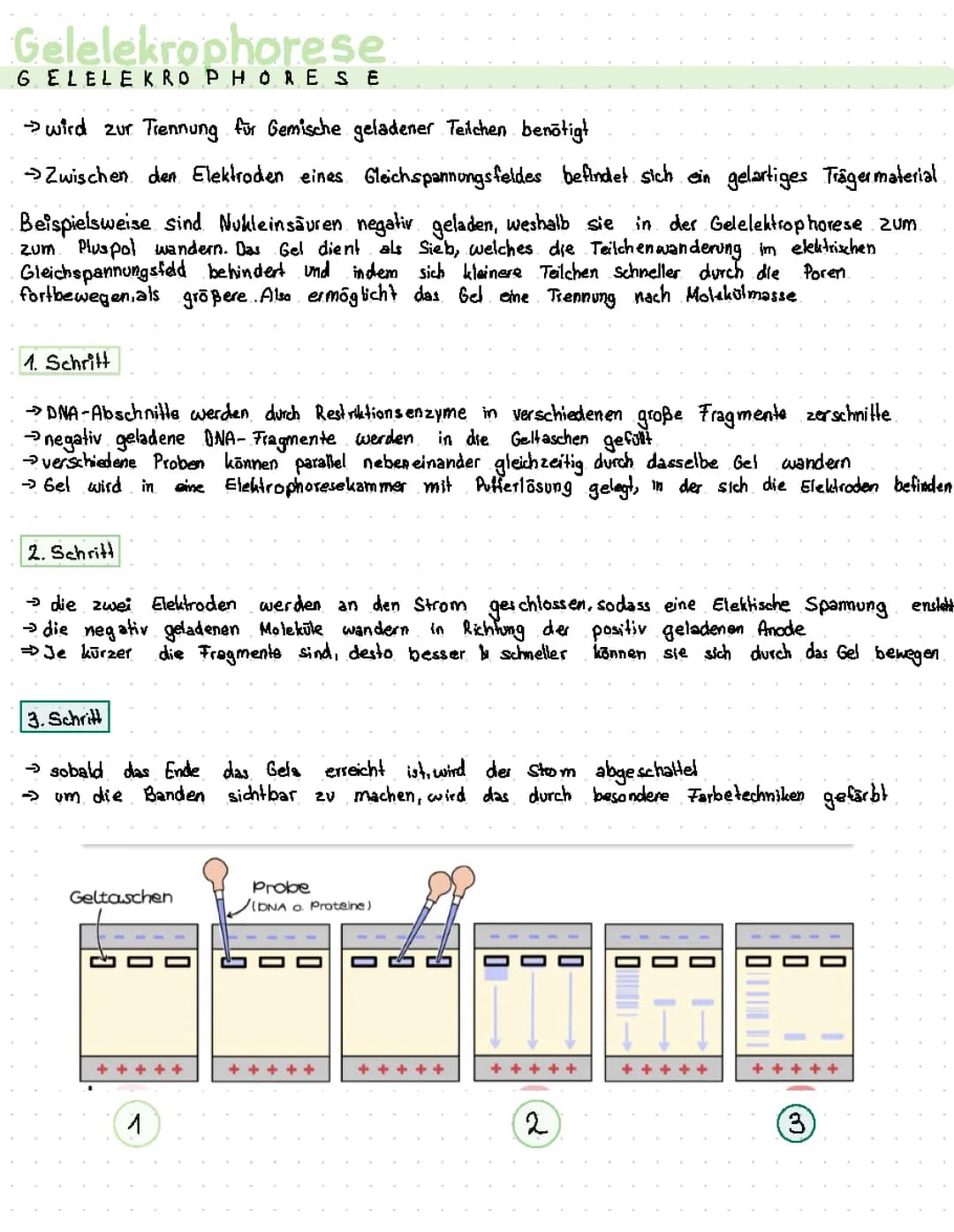Gelelektrophorese
