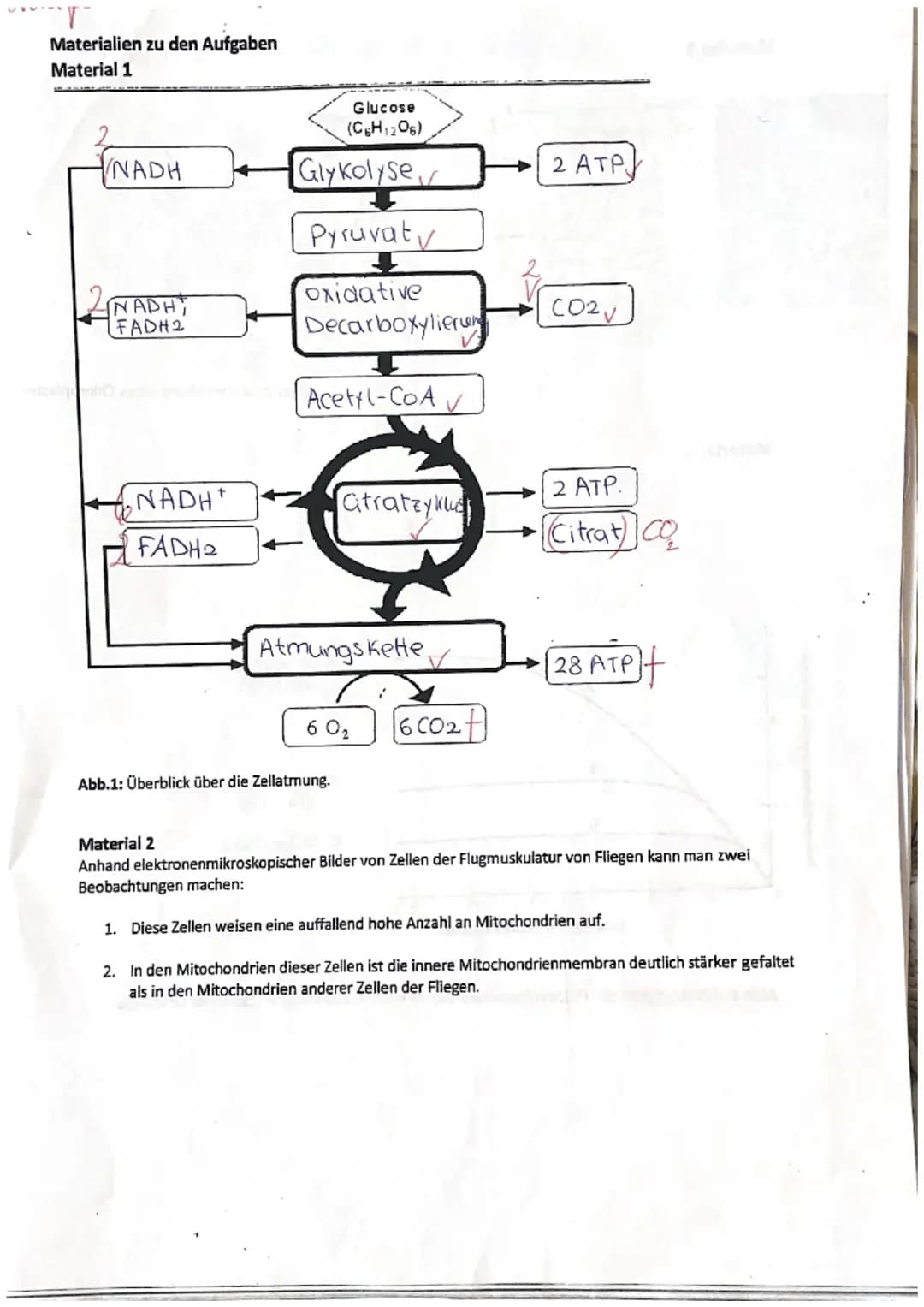 Zellatmung und Fotosynthese
1. Geben Sie die einzelnen Teilschritte sowie Zwischen- und Endprodukte der Zellatmung an,
indem Sie diese in de