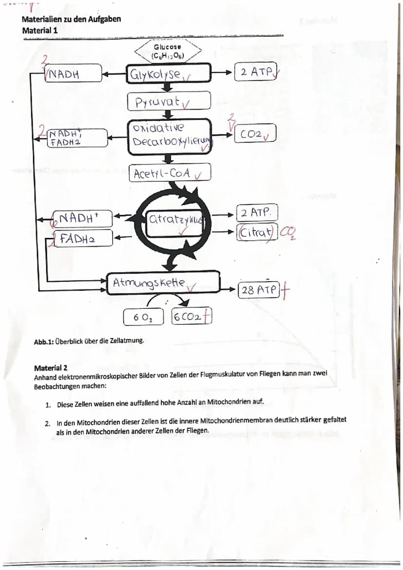Zellatmung und Fotosynthese
1. Geben Sie die einzelnen Teilschritte sowie Zwischen- und Endprodukte der Zellatmung an,
indem Sie diese in de