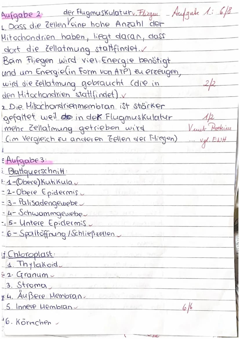 Zellatmung und Fotosynthese
1. Geben Sie die einzelnen Teilschritte sowie Zwischen- und Endprodukte der Zellatmung an,
indem Sie diese in de