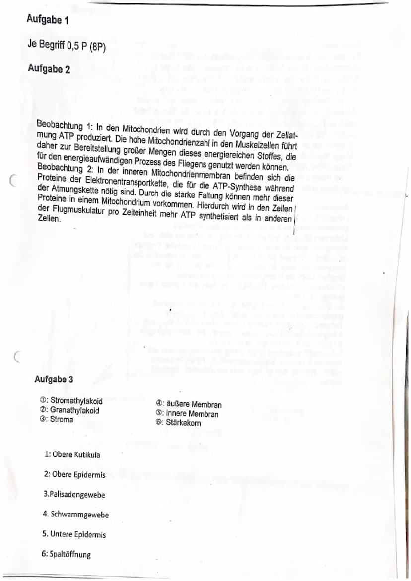 Zellatmung und Fotosynthese
1. Geben Sie die einzelnen Teilschritte sowie Zwischen- und Endprodukte der Zellatmung an,
indem Sie diese in de