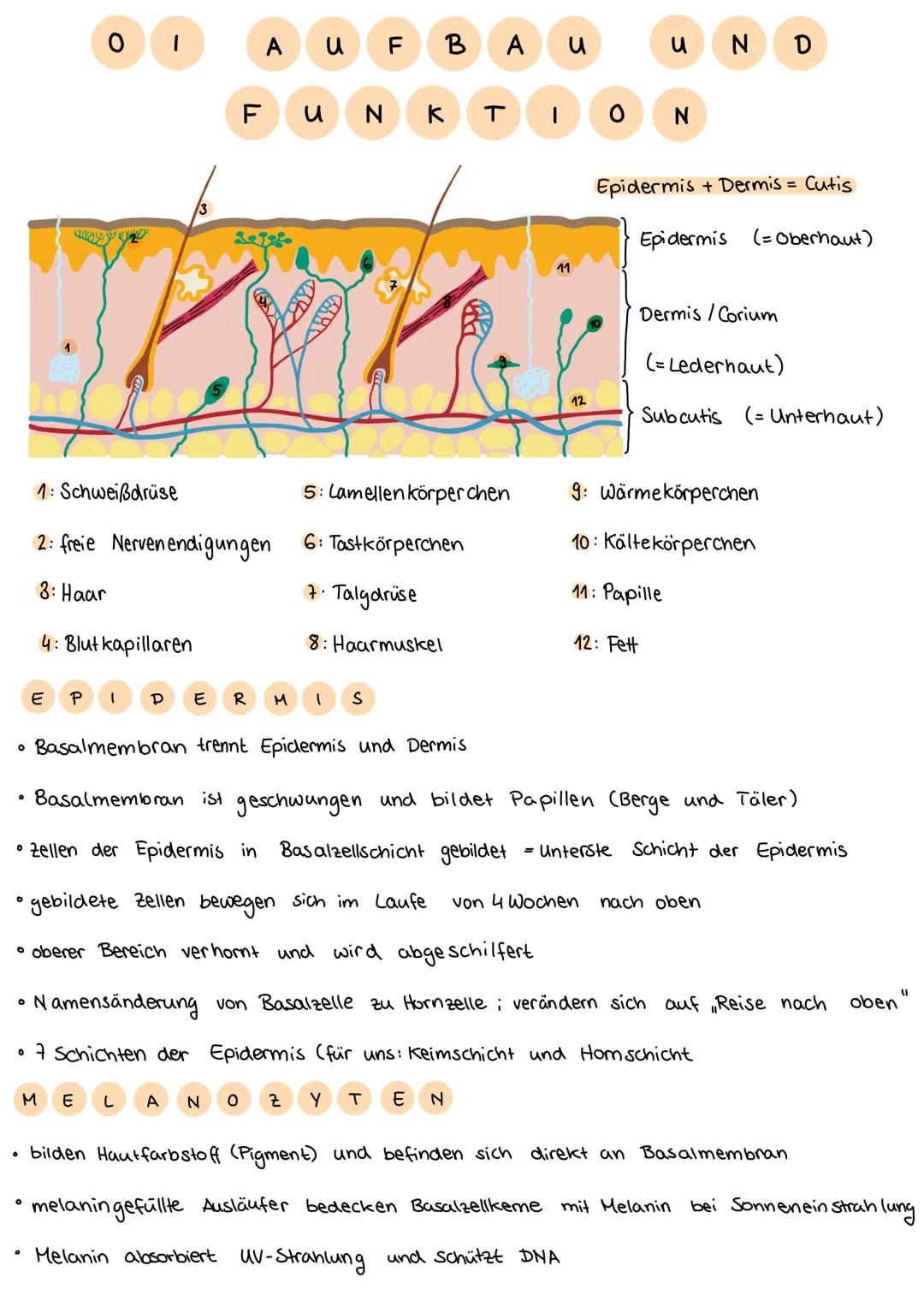 O
O
0
|
M
0
13
F
A
1: Schweißdrüse
2: freie Nervenendigungen
3: Haar
4: Blutkapillaren
u
3
ЕР 1
DER HI
M
• Basalmembran trennt Epidermis und