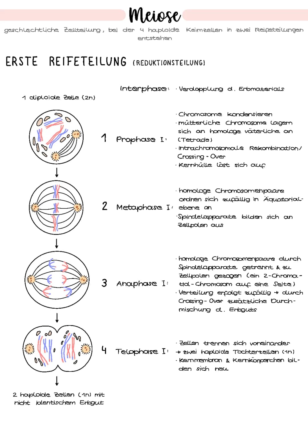 Meiose | Genetik