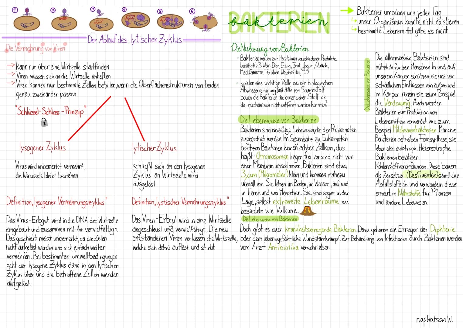 Cytoplasma
O
O
(Bakterien chromosom)
DNA
O
Zellwand Zellmembran
Plasmid
Es gibt viele verschiedene Bakterien in unterschiedlichen Formen
• S