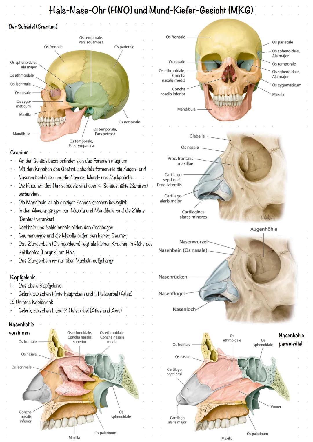 Der Schädel (Cranium)
Os sphenoidale,
Ala major
Os ethmoidale
Os lacrimale
Os nasale
Os zygo-
maticum
Maxilla
Mandibula
Hals-Nase-Ohr (HNO) 