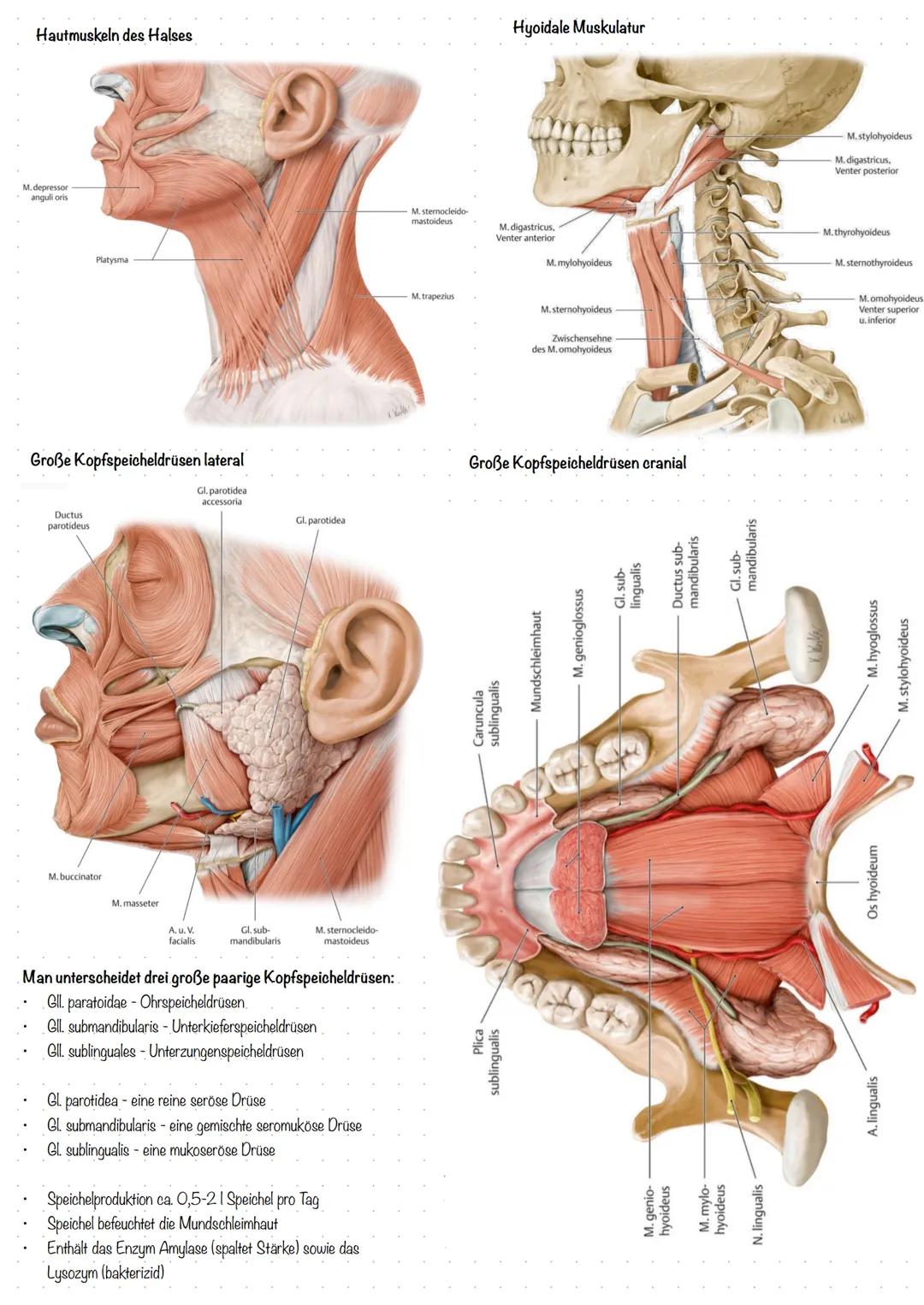 Der Schädel (Cranium)
Os sphenoidale,
Ala major
Os ethmoidale
Os lacrimale
Os nasale
Os zygo-
maticum
Maxilla
Mandibula
Hals-Nase-Ohr (HNO) 