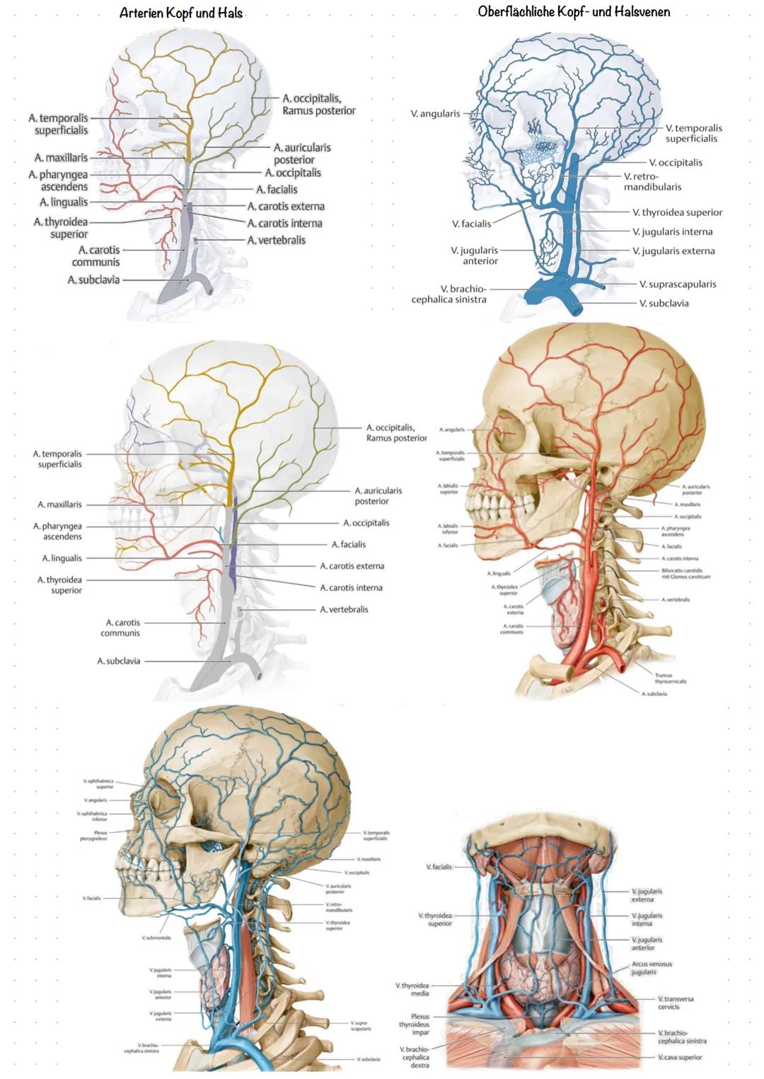 Der Schädel (Cranium)
Os sphenoidale,
Ala major
Os ethmoidale
Os lacrimale
Os nasale
Os zygo-
maticum
Maxilla
Mandibula
Hals-Nase-Ohr (HNO) 