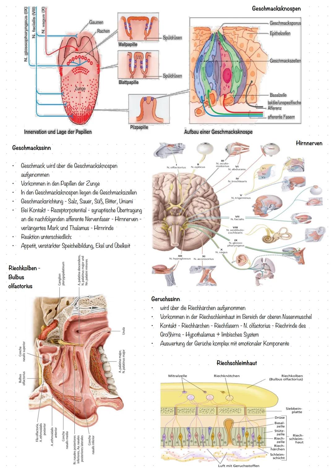 Der Schädel (Cranium)
Os sphenoidale,
Ala major
Os ethmoidale
Os lacrimale
Os nasale
Os zygo-
maticum
Maxilla
Mandibula
Hals-Nase-Ohr (HNO) 