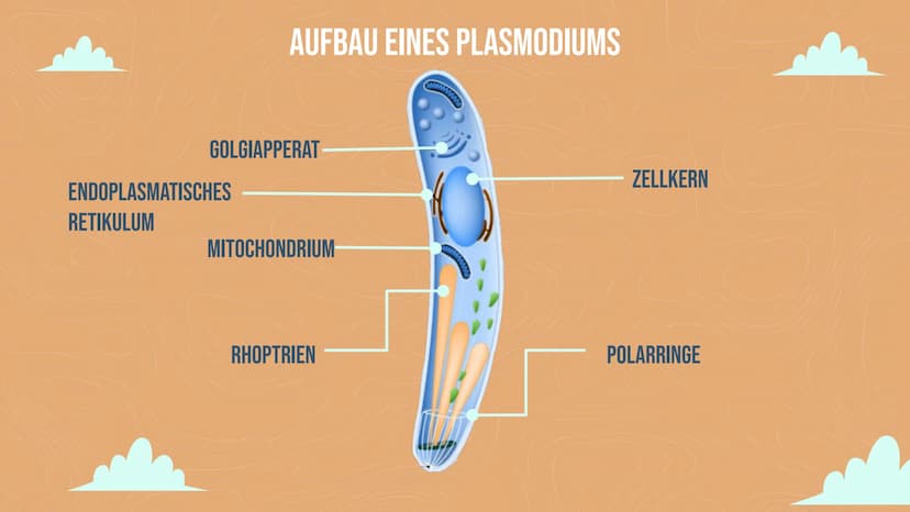 MALARIA
Von Lisa Reichert und Emma Schäfer 01
ALLGEMEINE INFORMATIONEN
Zahlen
Erregertypen
04
VORKOMMEN
Anzahl
geographisch
INHALT
02
KRANKH